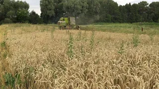 Claas Corsar Жнива 2020