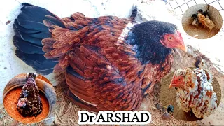 Broody Hens | Broodiness | Broody Hens Hatching Eggs | Dr Arshad