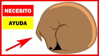 14 Señales que indican que tu perro te está pidiendo ayuda