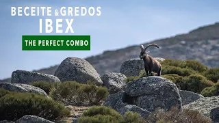 Beceite and Gredos Ibex: The Perfect Spanish Combo | Camino Real Hunting Consultants