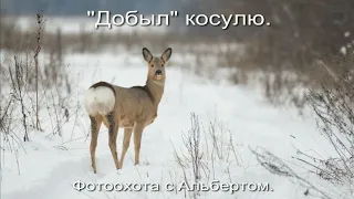 Фотоохота с Альбертом. "Добыл" косулю.