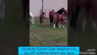 15 colt for sale by Custom Cash Advance