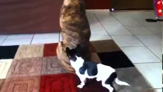 Tiny chihuahua mating with big boxer dog part 1