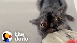 This Cat Is Obsessed With Bread And Loves To Steal Food Whenever He Can | The Dodo Cat Crazy