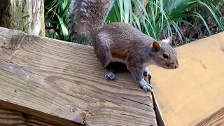 Friendly squirrels - 4k 60FPS