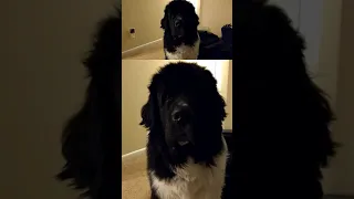 OMG, a talking dog! 🗨️ (07 January 2017) #Dethan #Newfoundland #Landseer #Newf #NewfoundlandDog