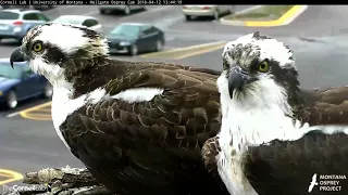 Afternoon Copulation At The Hellgate Osprey Nest – April 12, 2018