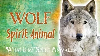 Wolf Spirit Animal | Wolf Totem & Power Animal | Wolf Symbolism & Meanings