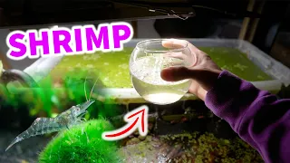 GHOST SHRIMP With A TINY SURPRISE!?