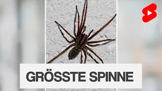 Was ist die größte Spinne Deutschlands? | #shorts #JonasTierschutz