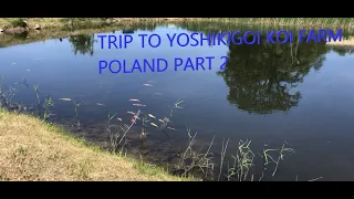 TRIP TO YOSHIKIGOI KOI FARM POLAND PART 2