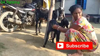 goat mating at home