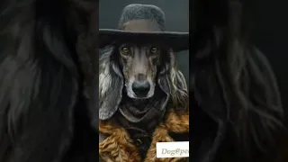 Dj Bobo - Chihuahua Чобаки как люди 2024 Dog @ piople