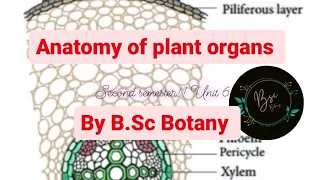 Anatomy of Plant Organs!! Anatomy of Root!! Second Semester!! B.Sc Botany!!  mgkvp!!