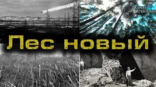 Почему нет старых лесов?