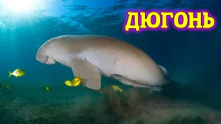 История Дюгони Таинственная красавица морских глубин