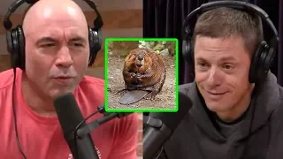 Joe Rogan and Steven Rinella: Beaver is Delicious!