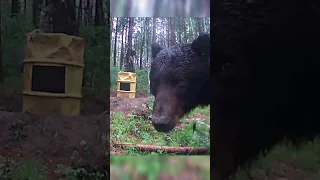 Медведь и зеркало. Bear and mirror. #shorts #медведь #фотоловушка