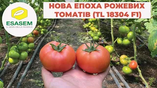 Новый розовый томат от компании ESASEM. TL 18304 F1. В продаже уже с сентября 2021 года.