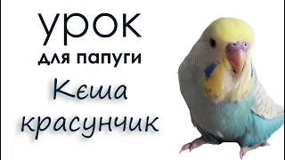 відео для папуги 🎧 вчимо папугу говорити : Кєша красунчик