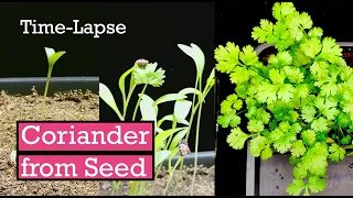 How to Grow Coriander (Cilantro) from Seed to Harvest in Time Lapse!