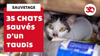 35 chats sauvés d'un appartement insalubre