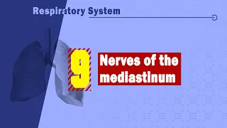09. Nerves of the mediastinum