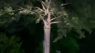 Bear Falls From Tree During Rescue in Arkansas Neighborhood