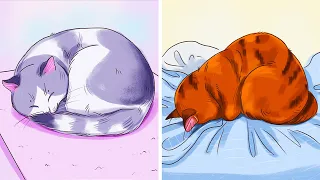 O Que a Posição de Dormir Revela Sobre o Seu Gatinho