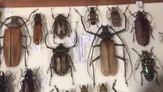 БЛОГ #3 - Домашние жуки Coleoptera