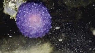 Mysterious undersea orb caught on camera