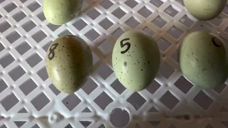 Hatching button quails experiment