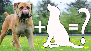 TOP 5 BOERBOEL CROSS BREEDS | BOERBOEL MIXES | SOUTH AFRICAN MASTIFF MIXES