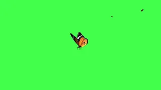 Animated Butterfly Green Screen Amazing Landing Effects