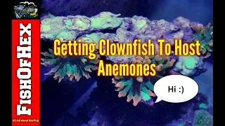 Getting New Clownfish To Host | Anemone Tank Update
