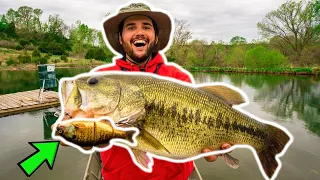 BIG SWIMBAIT Catches GIANT BASS in BACKYARD POND!!! (New Pond PB)