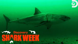 Are Great White Shark Populations Bigger Than We Thought? | Shark Week | Discovery