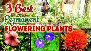 I Bought 3 Permanent flowering Plants from Nursery, Prices and Growing tips