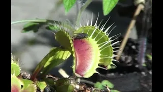 Meat Eating Plant Catches 2 Flies at the same time! - Venus Flytrap (Dionaea muscipula) Bug Eater