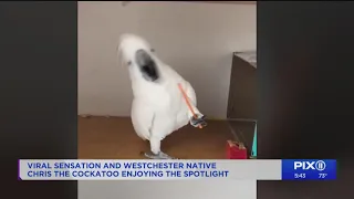 Meet Chris, the cockatoo with 200,000 followers on social media