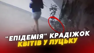 😳😳“Епідемія” крадіжок квітів у Луцьку: невідома дівчина ВКРАЛА ВАЗОН