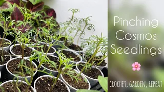 Pinching Cosmos Seedlings 🌱🌸 Crochet, Garden, Repeat