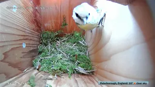 Bird box nest building! Day 3 30/04/2024 x2 speed