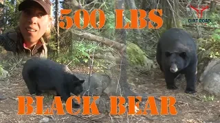 500 LBS BLACK BEAR GOES DOWN!!!!!!