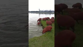 All The Capybaras Diving Into The Water At Once!!!