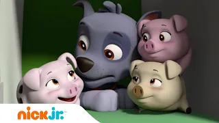 Patrulha Canina | Patrulha Canina Conhece os Três Porquinhos! 🐷🐷🐷 | Nick Jr. em Português