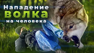 Встреча Волка и Человека в лесу.