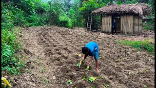 Orphan Boy - Gardening, Growing More Vegetables, Harvesting Beans to Sell #boy #survival #diy