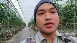 Trabaho sa Canada bilang Green house worker