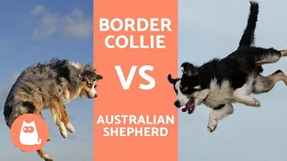 Border Collie vs Australian Shepherd - What are the DIFFERENCES?